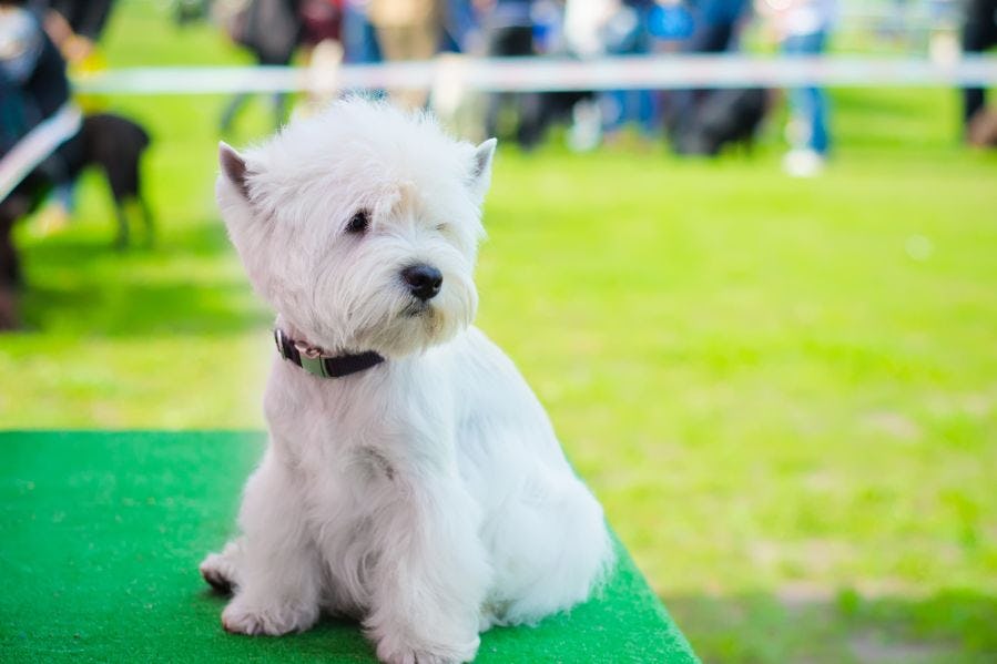 White Highland Terrier on a Table
